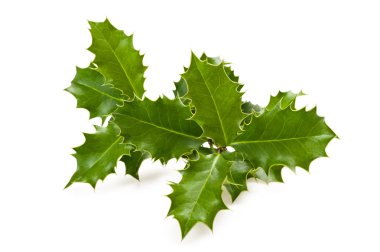 Holly leaves clipart