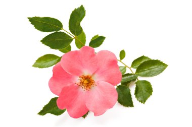 Rosa canina clipart