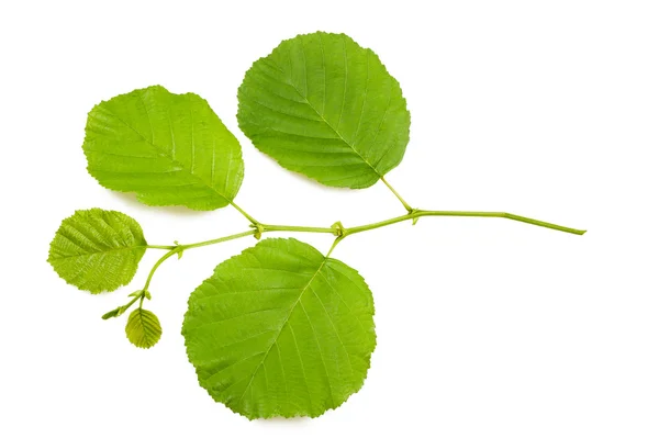 ハシバミの葉 — ストック写真