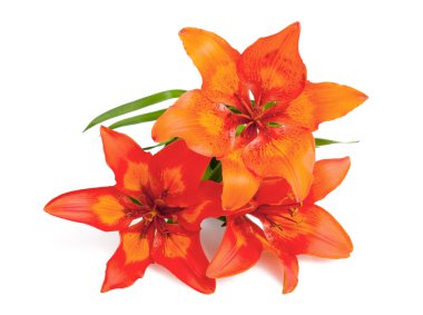 Orange  lily flowers  clipart
