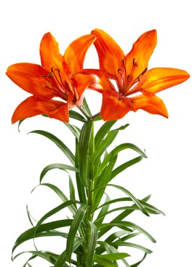 Turuncu lily