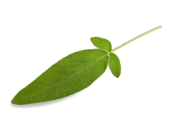 鼠尾草的叶子 — 图库照片