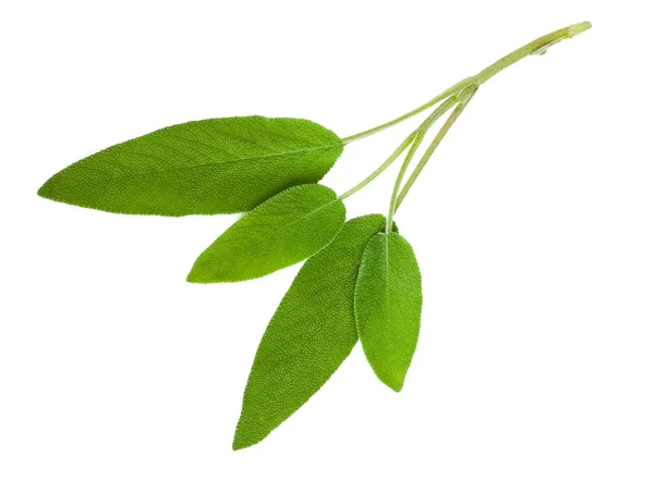 Φύλλα φασκόμηλου — Φωτογραφία Αρχείου