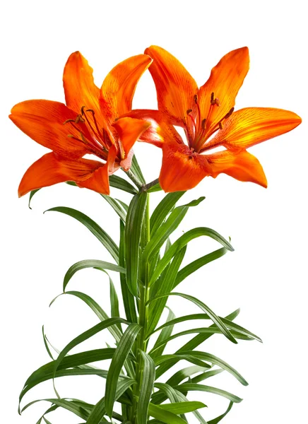 stock image orange lily