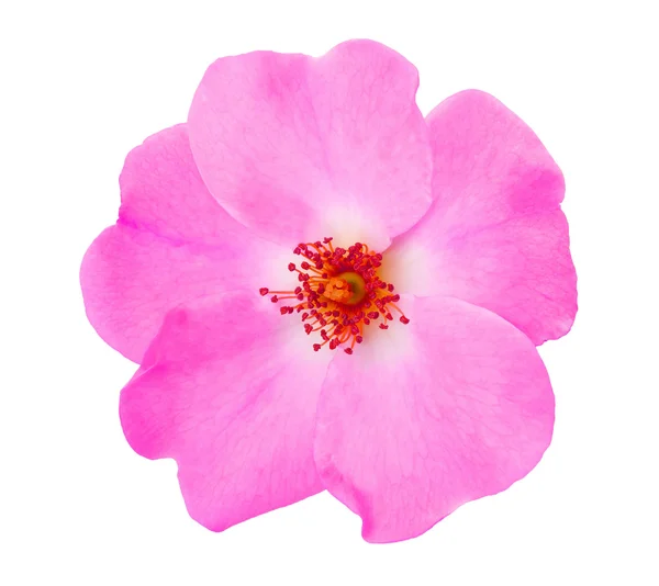 Cão rosa flor — Fotografia de Stock