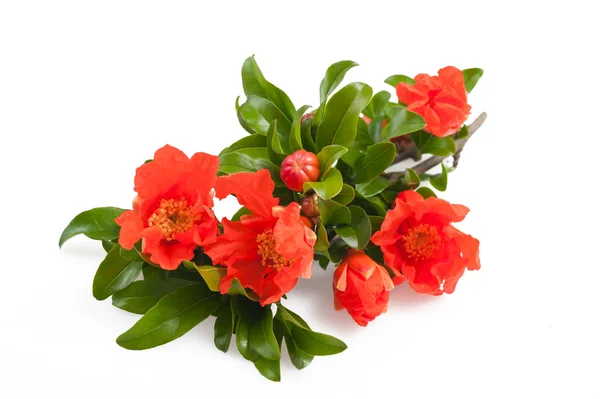 Pomegranate flowers — Stock Photo, Image