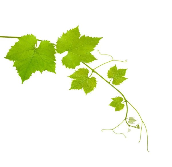 Вино виноградне листя Стокове Зображення