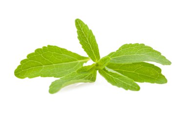 Stevia rebaudiana