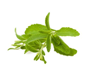 Stevia rebaudiana clipart