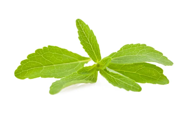 Revisión de Stevia —  Fotos de Stock