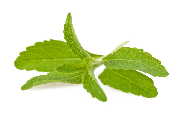 Stevia rebaudiana — Stock fotografie