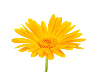 Calendula clipart