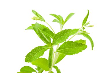 Stevia rebaudiana clipart