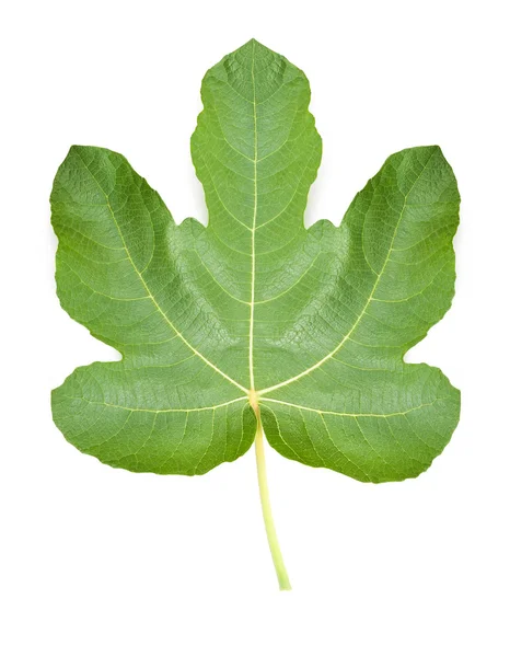 Liścia figowego — Zdjęcie stockowe