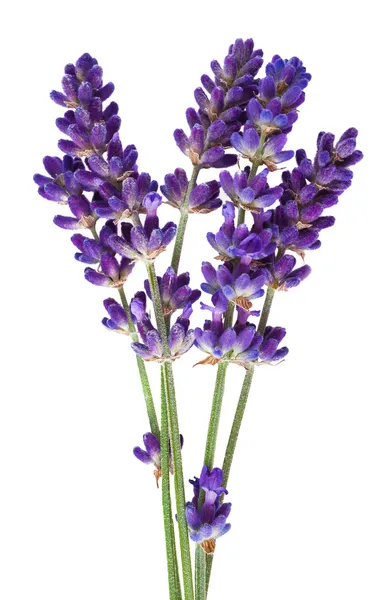 Lavender — Stock Photo, Image