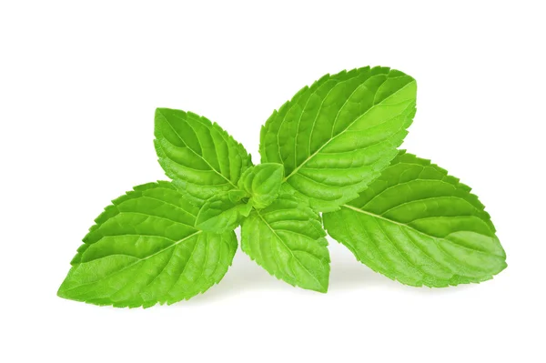 Mint leaves Stock Photos, Royalty Free Mint leaves Images