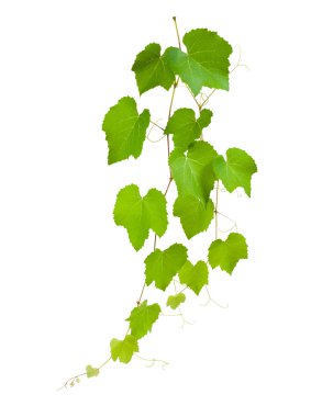 Vine leaves clipart
