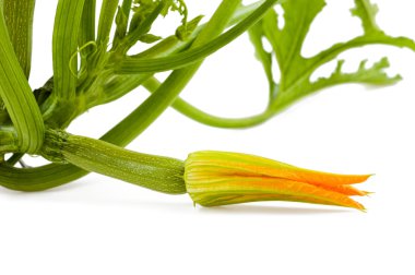 Courgette plant clipart