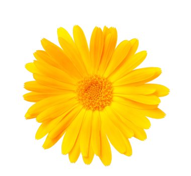 Calendula clipart