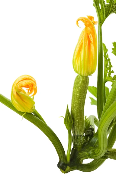 Courgette plant — Stock Photo, Image