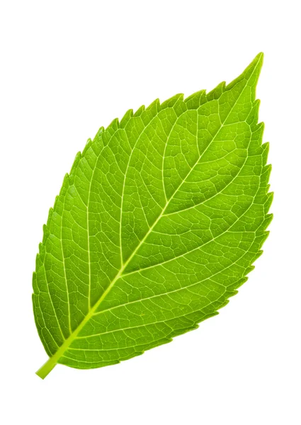 Hortensia blad — Stockfoto