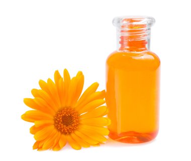 Calendula clipart