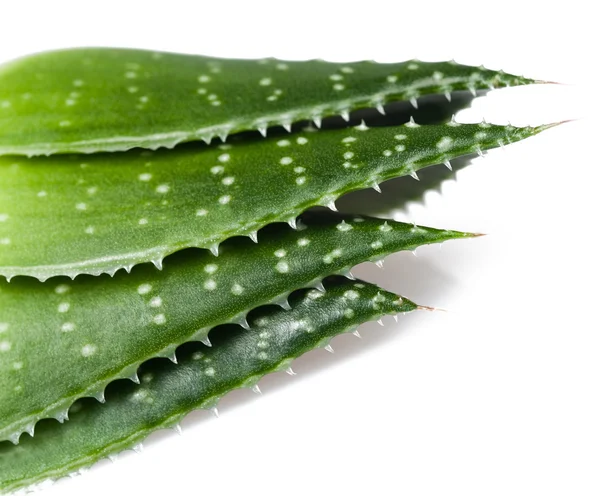 Aloe levelek — Stock Fotó