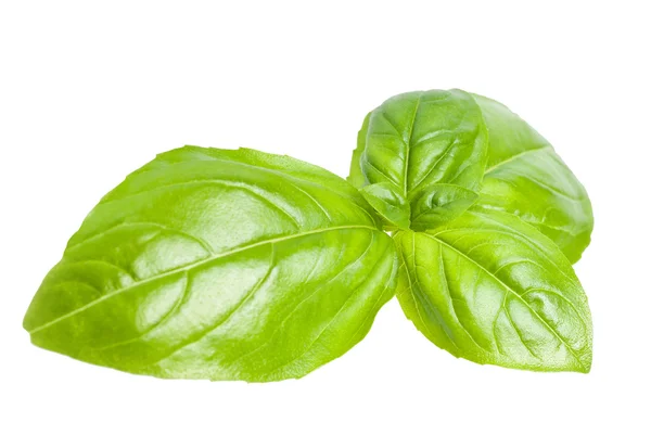 stock image Basil leaves