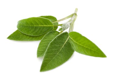 Sage leaves clipart