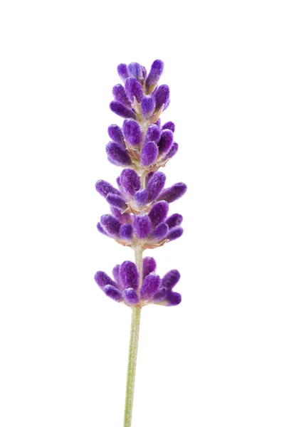 Λεβάντα λουλούδι — Φωτογραφία Αρχείου