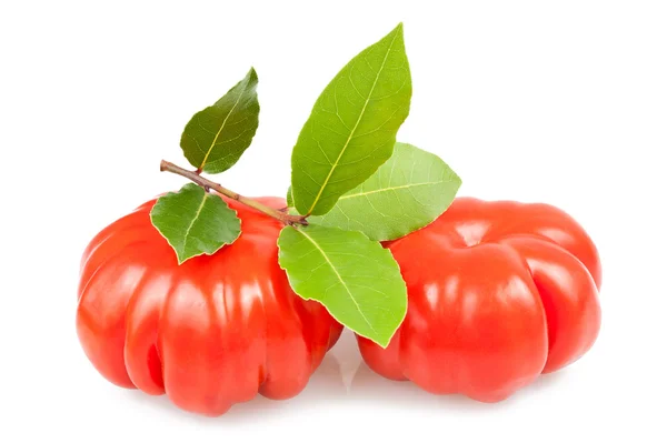 Tomatoes and laurel — Stock Photo, Image
