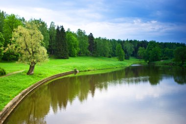 Beautiful tree in park of Pavlovsk clipart