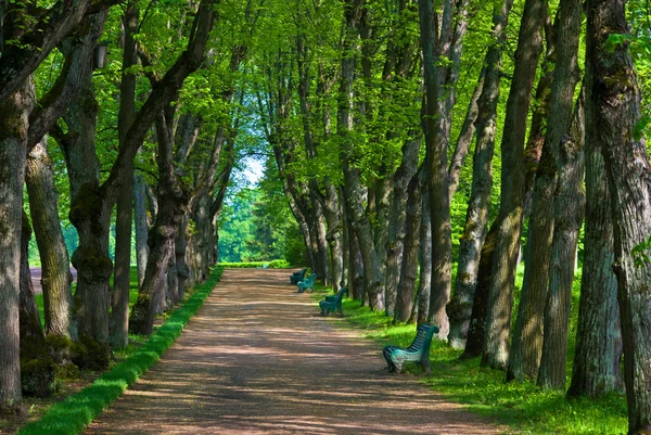 stock image Alley in the park of Pavlovsk