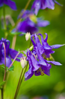 Mavi aquilegia. Ural doğa