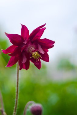 Kırmızı aquilegia