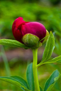 Bud, kırmızı bir Şakayık