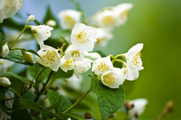 Flowers of jasmine — Stock Photo, Image
