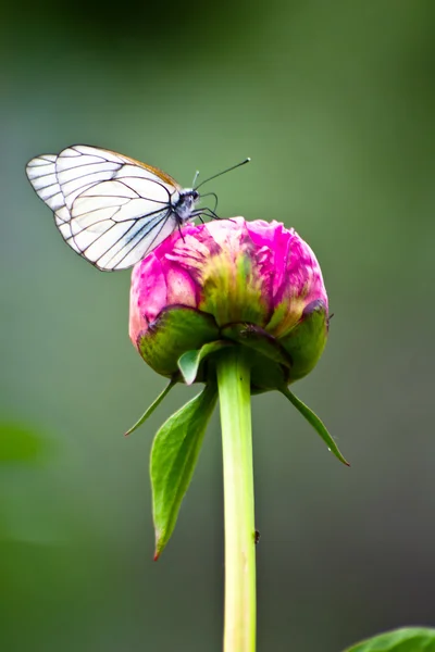 Borboleta em uma bela flor — Fotografia de Stock