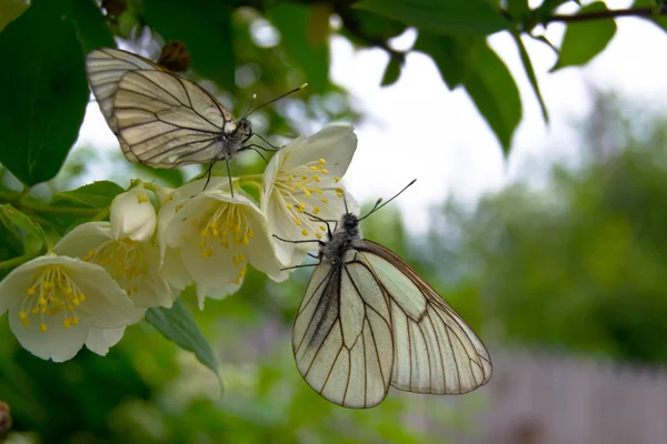 Papillons sur une fleur de jasmin Photo De Stock