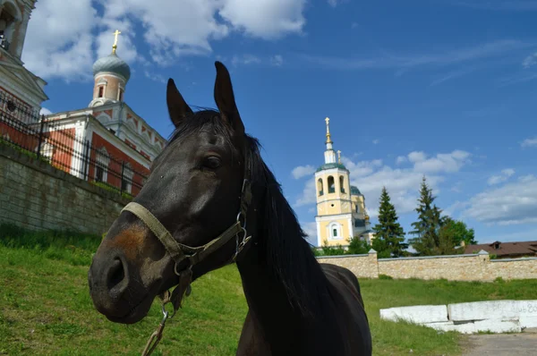 En häst på en bakgrund elias kyrka — Stockfoto