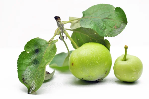 Незрелое зелёное яблоко на ветке — стоковое фото