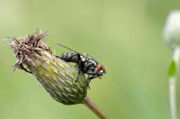 A large flesh-fly — Stock Photo, Image