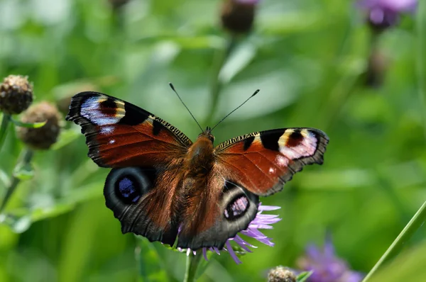 De vlinder peacock — Stockfoto