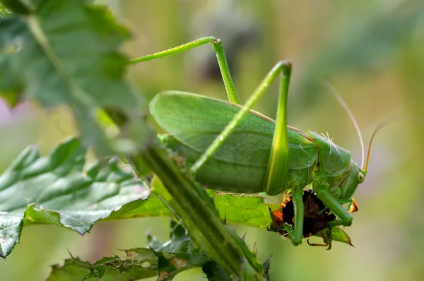 Great singing grasshopper eating bug — Stock Photo, Image