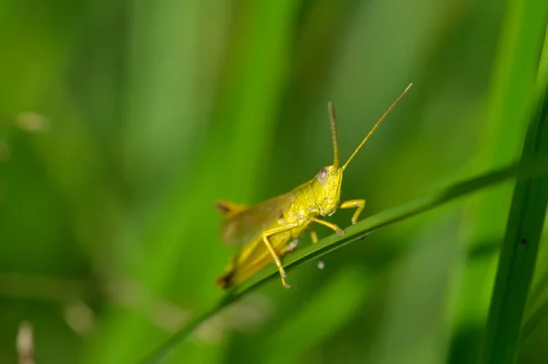Beautiful little grasshopper — Stock Photo, Image