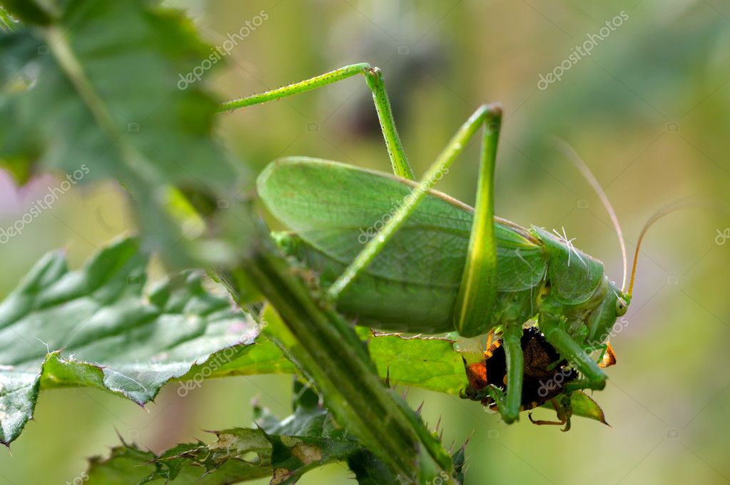 Großer Gesang Grasshopper Essen Fehler — Stockfoto GrueneSingen (@GrueneSingen) | Twitter