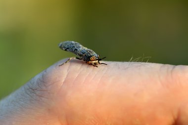 Horsefly bites man clipart