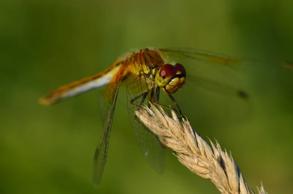 Mooie kleine dragonfly zittend op plant — Stockfoto