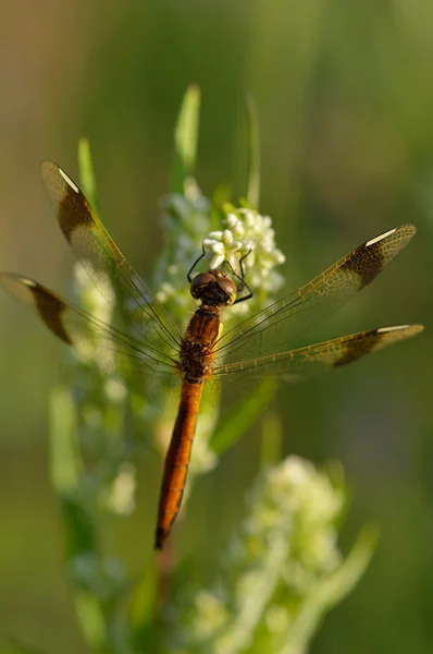 Mooie kleine dragonfly zittend op plant — Stockfoto