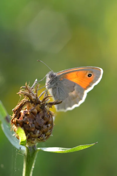 Belas sátiras de borboleta na planta — Fotografia de Stock